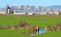 アメリカ米の産地