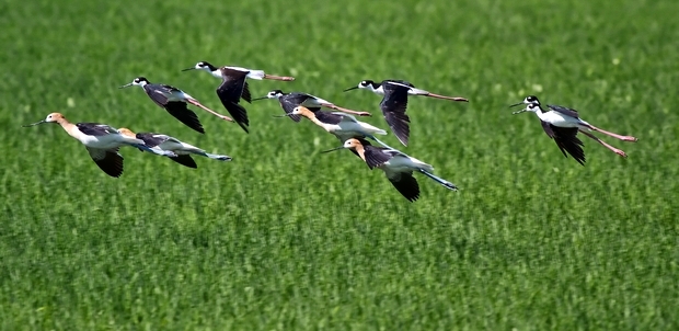 カリフォルニアの野鳥